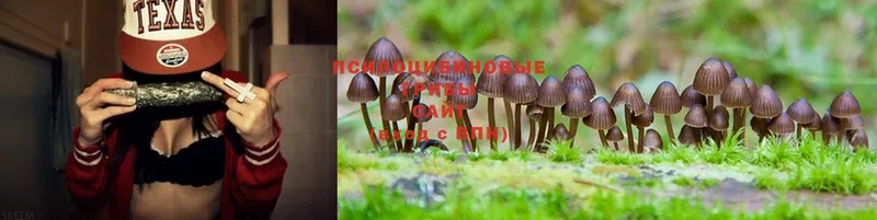 купить наркотик  Алатырь  Псилоцибиновые грибы Psilocybe 